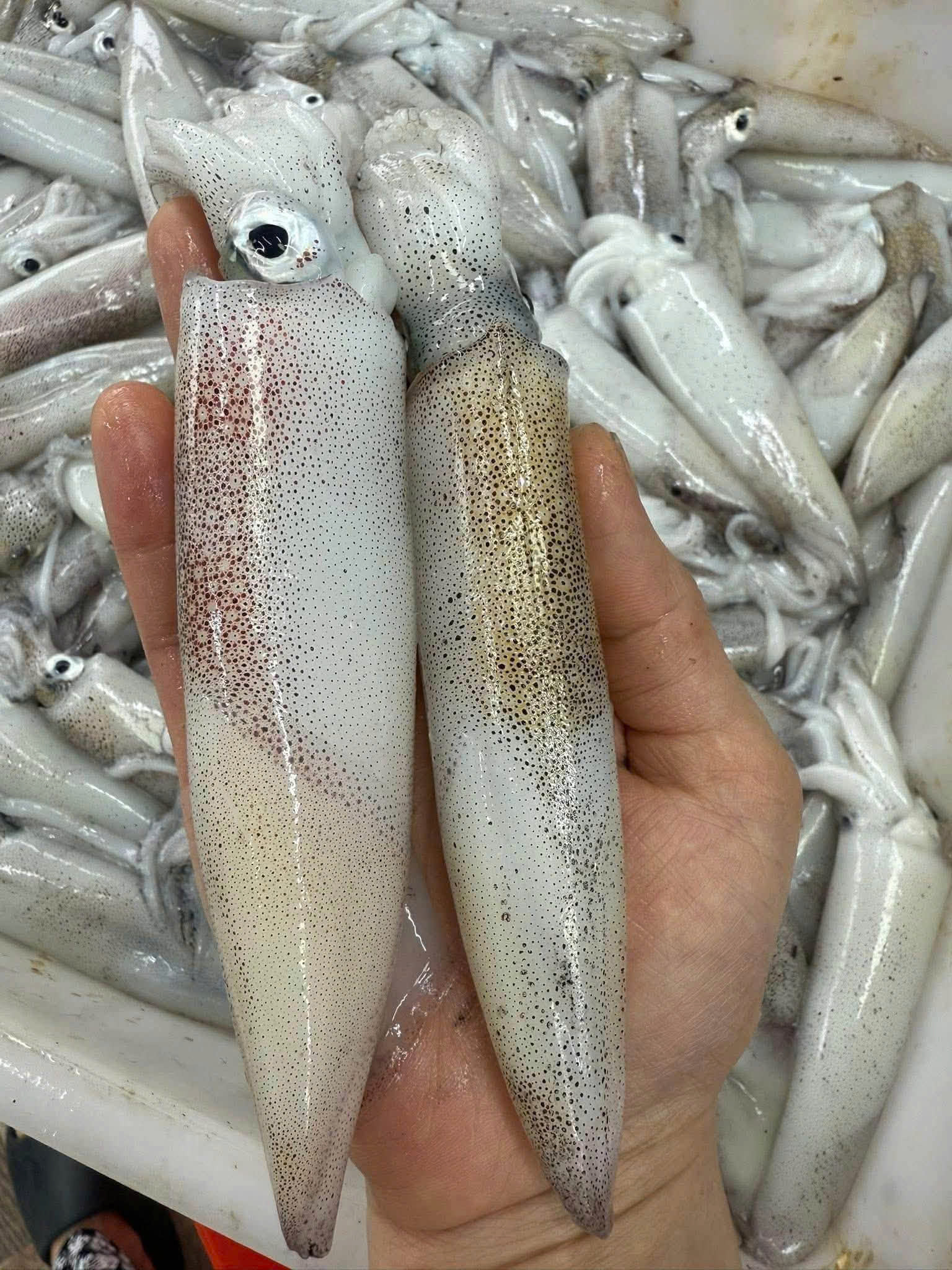 Mực tươi 1 Mực tươi